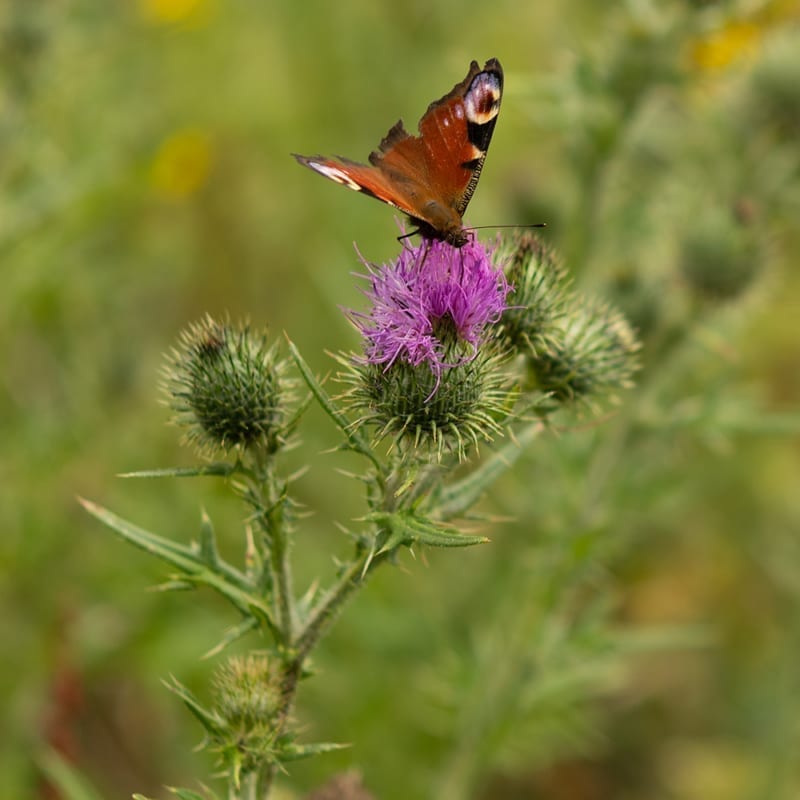 Thistle Feeding Butterfly